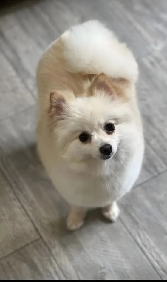 Volpino di pomerania in Asian Style