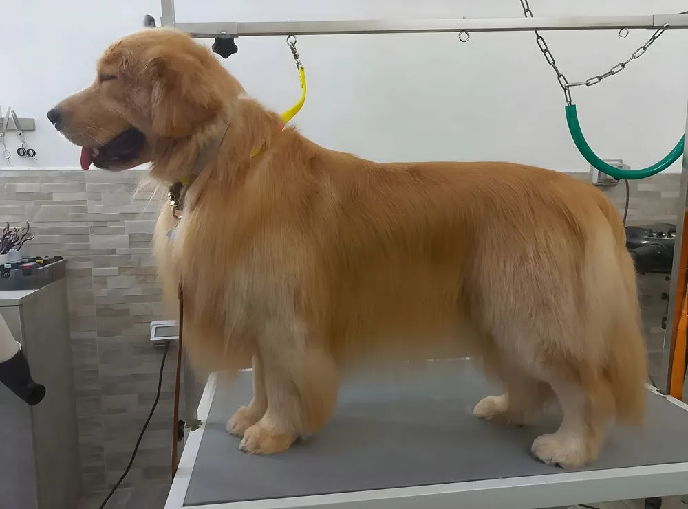 Golden retriever sul tavolo dopo bagno e asciugatura
