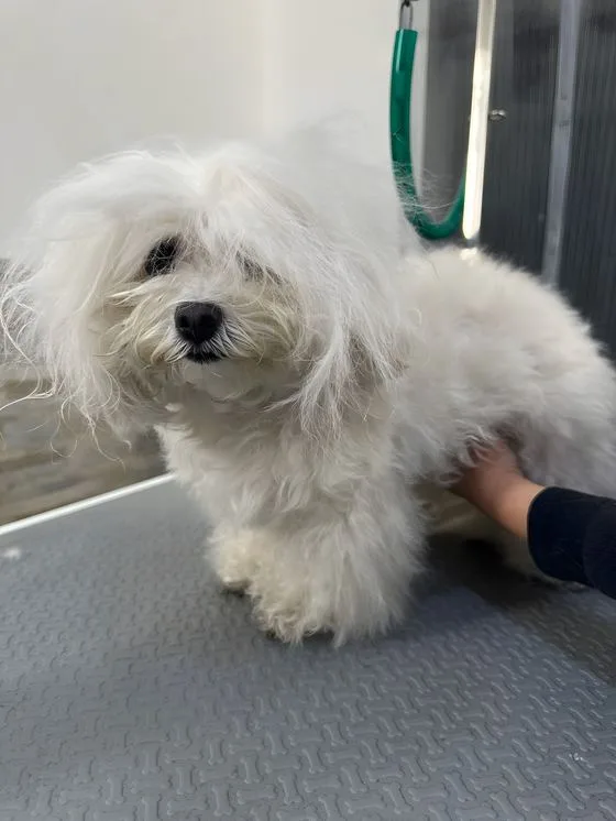 Maltese dal pelo morbido