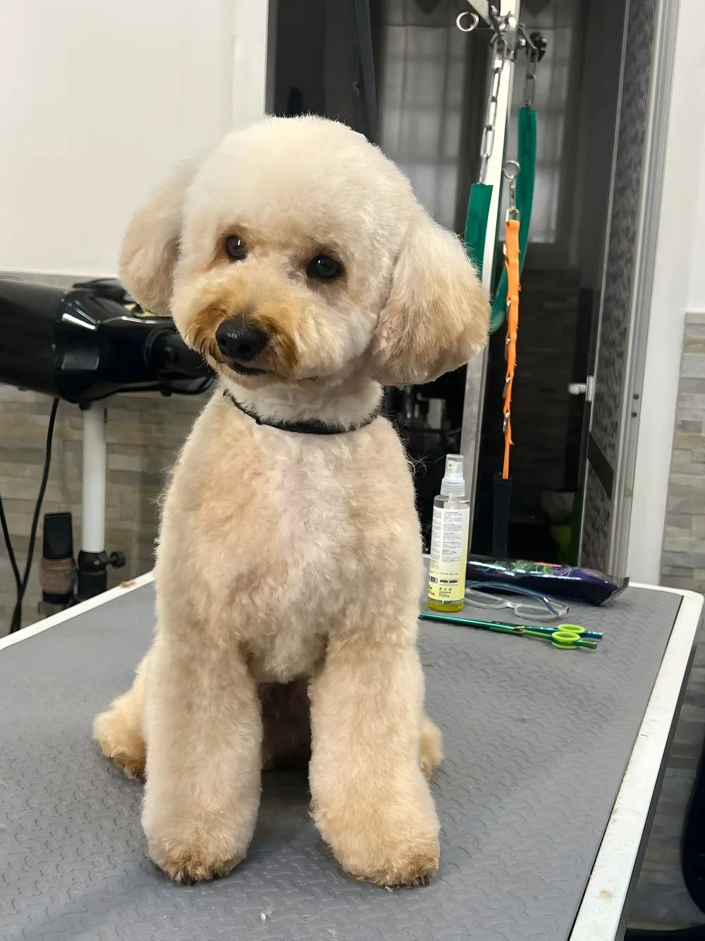Shih tzu a pelo lungo dopo la toelettatura