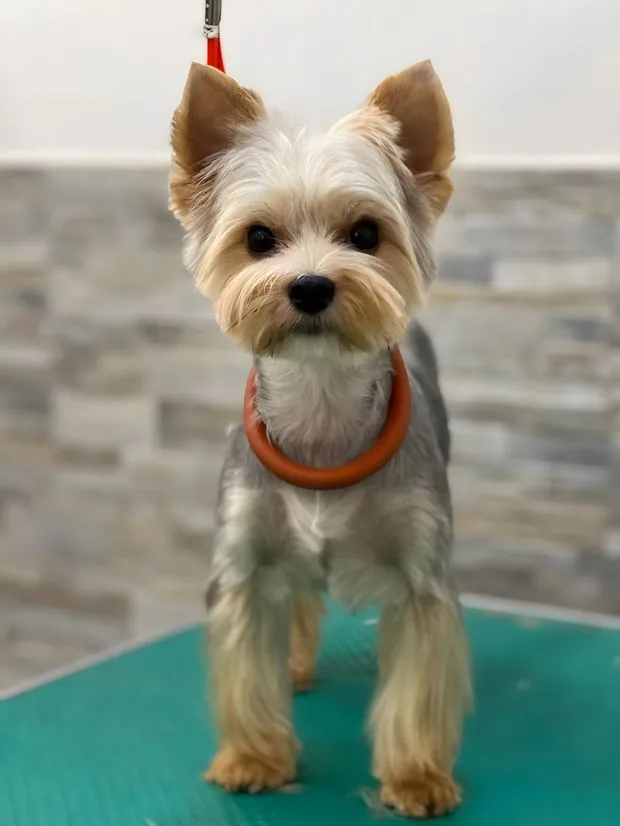 Yorkshire terrier dopo la toelettatura