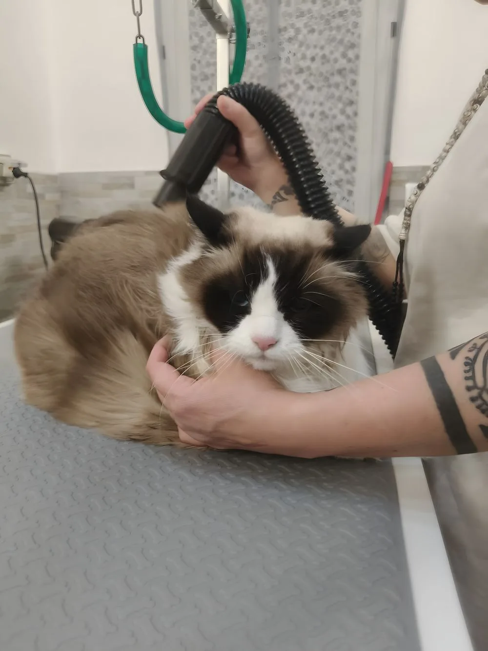 Gatto a pelo lungo durante l'asciugatura sul tavolo di Un pelo di troppo