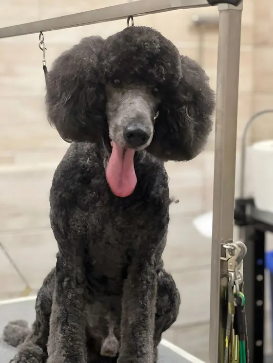 Barbone grande nero con taglio di razza