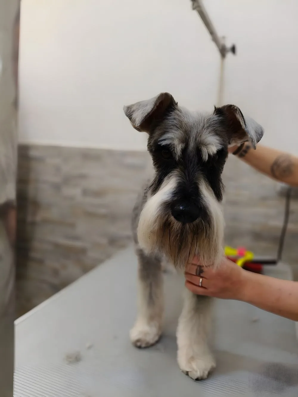 Schnauzer nano durante la rifinitura del pelo