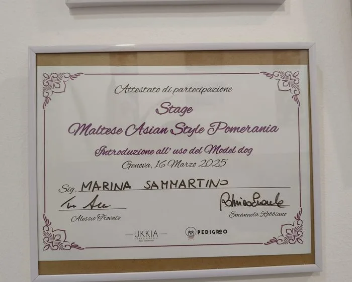Attestato: Stage Maltese, Asian Style e Pomerania (2025)