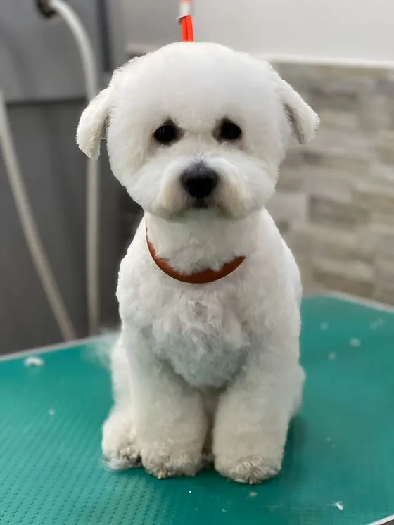 Bichon frise con collare rosso
