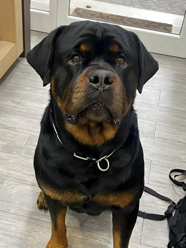 Rottweiler nel salone dopo il bagno