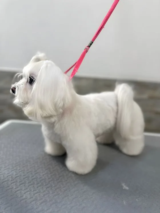 Maltese dopo la toelettatura