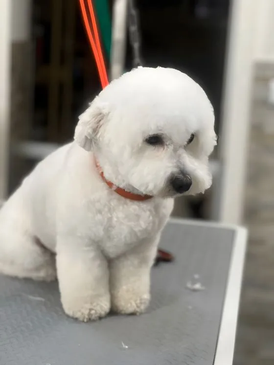 Bichon frise con taglio rotondo