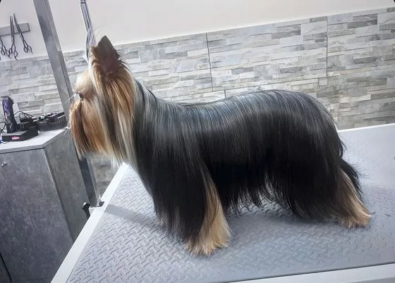Yorkshire terrier a pelo lungo